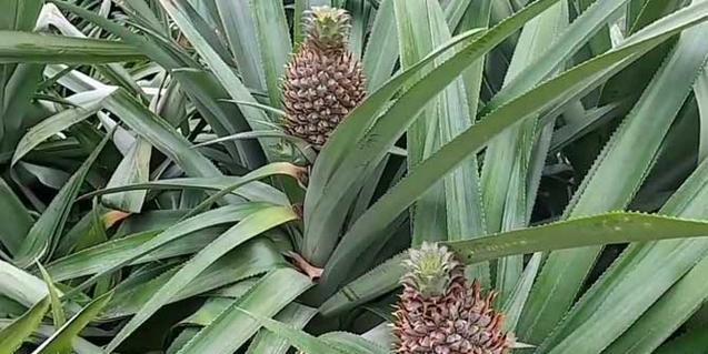菠萝通常生长在哪些地区？它们的生长环境有何特点？