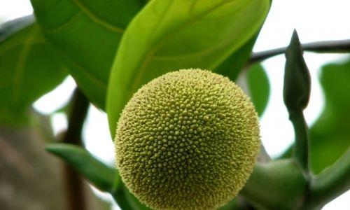 菠萝属于草本植物还是木本植物？常见疑问解答