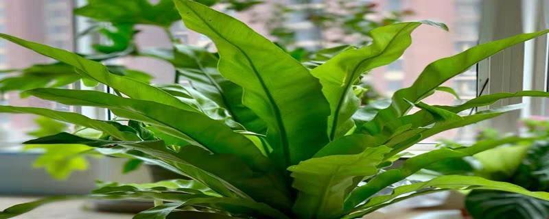 菠萝喜阳还是喜阴？种植菠萝时的光照需求解析？