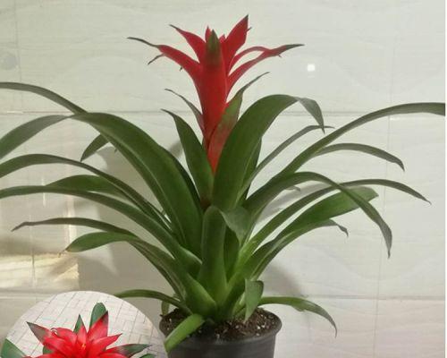 菠萝喜阳还是喜阴？种植菠萝时的光照需求解析？