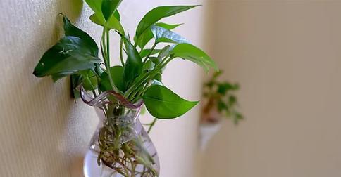 菠萝喜阳还是喜阴？种植菠萝时的光照需求解析？