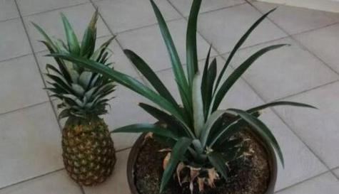 菠萝适合什么土壤种植？如何选择最佳种植环境？