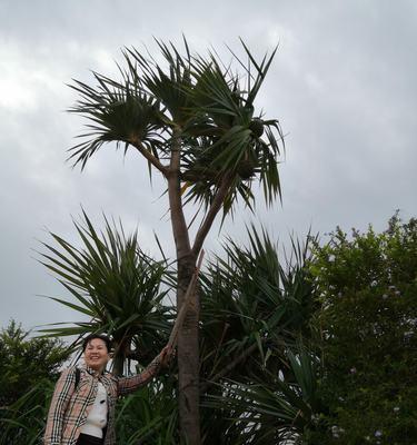 菠萝树长什么样子？如何辨认菠萝树的特征？