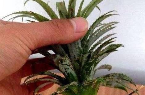 菠萝头几年能结果实？种植后多久见成效？