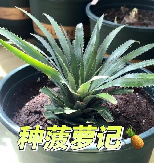 菠萝头几年能结果实？种植后多久见成效？