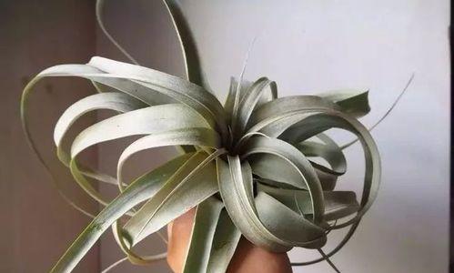 菠萝喜欢阳光吗？种植菠萝时阳光需求解析？
