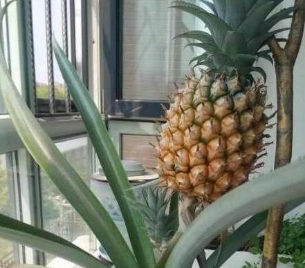 菠萝叶子发黄怎么办？如何正确处理和预防？