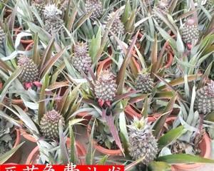 菠萝一年四季都有吗？上市季节是哪几个月？