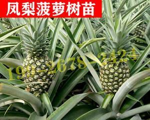 菠萝一年四季都有吗？上市季节是哪几个月？
