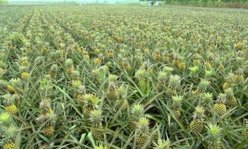 菠萝一年四季都有吗？上市季节是哪几个月？