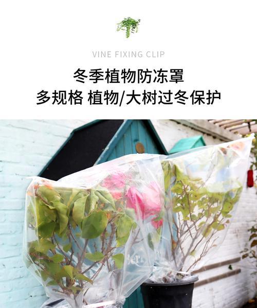 菠萝冬季防冻指南：如何管理以安全过冬？
