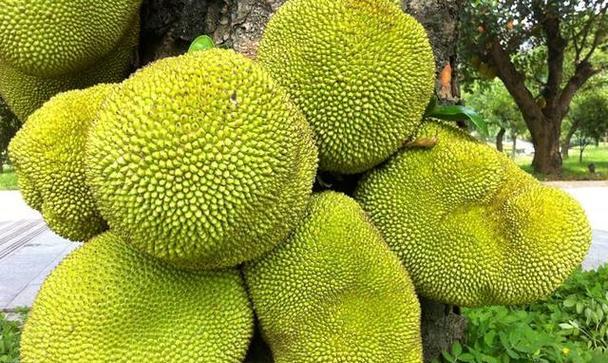 如何判断菠萝是否成熟？看颜色和闻香味能准确判断吗？