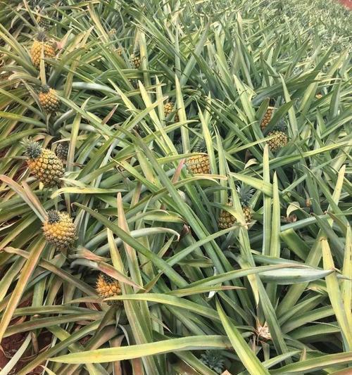 菠萝种植条件气温适合在什么地方种植？如何选择最佳种植区域？