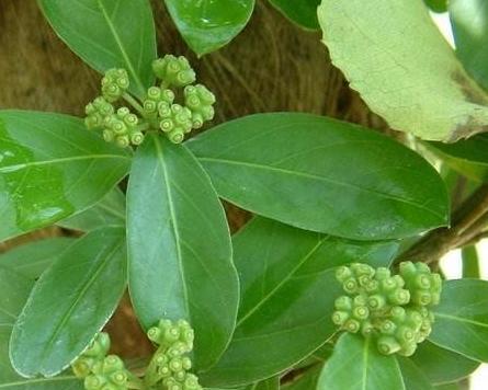 补肾的植物有哪些？这些天然补品如何帮助改善肾功能？