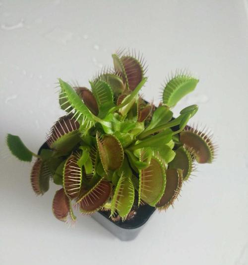 捕虫草养殖方法有哪些？如何正确养殖捕虫草？