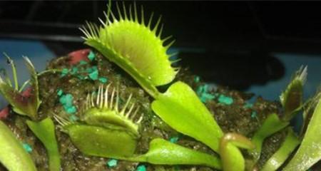 捕蝇草多久浇一次水？如何正确照顾捕蝇草？