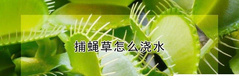 捕蝇草浇水时间是什么时候？如何正确浇水？