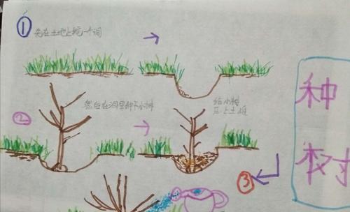 捕蝇草浇水时间是什么时候？如何正确浇水？