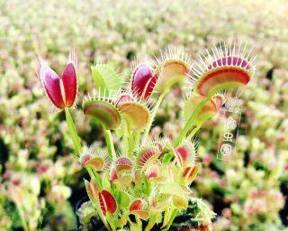 捕蝇草最佳种植季节是什么时候？春季还是秋季？