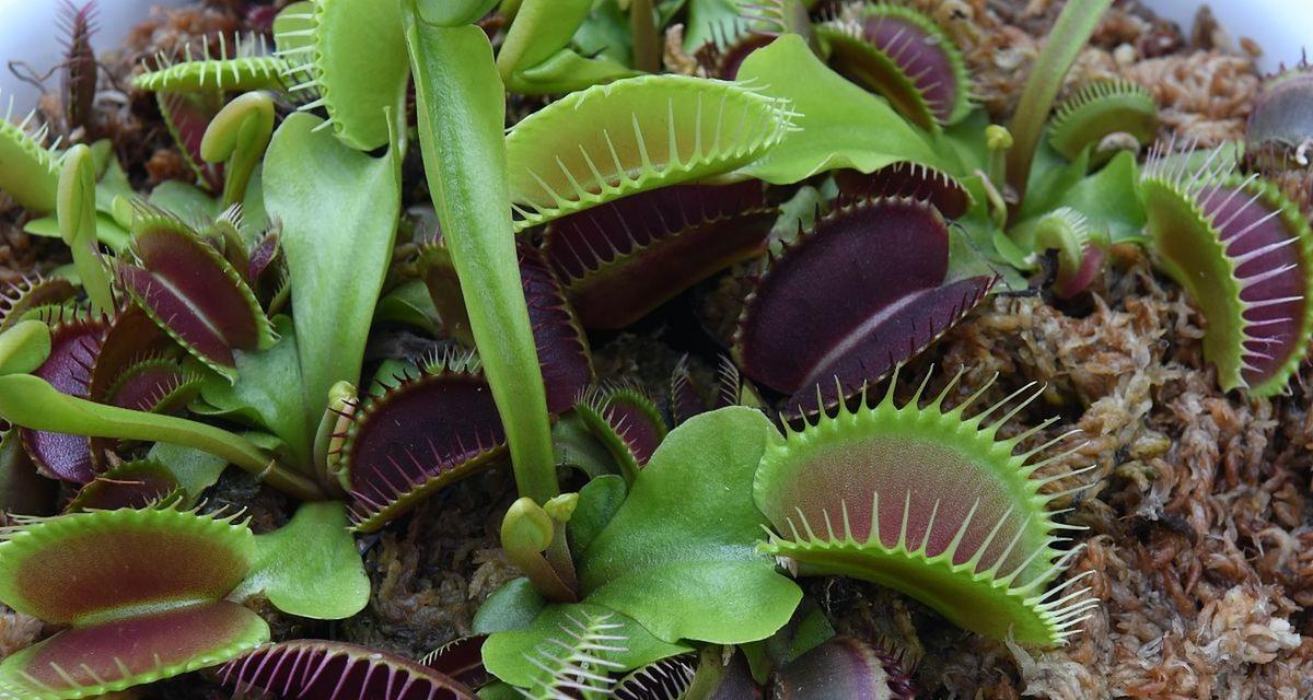 捕蝇草是热带植物吗？它的生活环境和生长条件是什么？