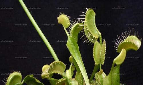 捕蝇草喜阴还是喜阳？如何正确养护捕蝇草？