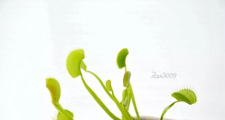 捕蝇草种子发芽需要多长时间？发芽后如何照料？