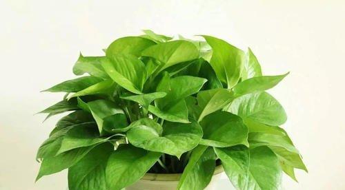 不兑水的啤酒浇花可行吗？使用啤酒浇花的正确方法是什么？