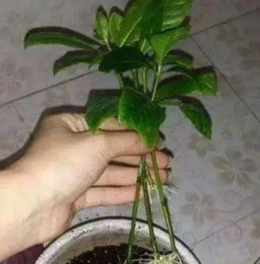 不兑水的啤酒浇花可行吗？使用啤酒浇花的正确方法是什么？