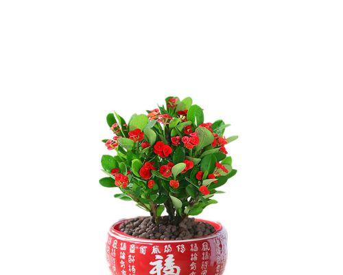 哪些绿植盆栽能在低温下存活？如何养护？