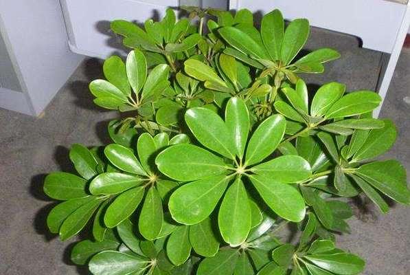 哪些绿植盆栽能在冬季保持生机？如何养护它们？