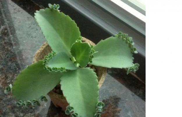不死鸟喜阴还是喜阳？如何正确养护不死鸟植物？