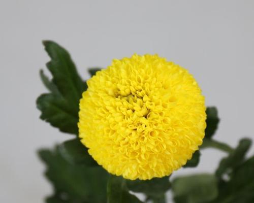 不同颜色乒乓菊花语是什么？每种颜色代表了什么含义？