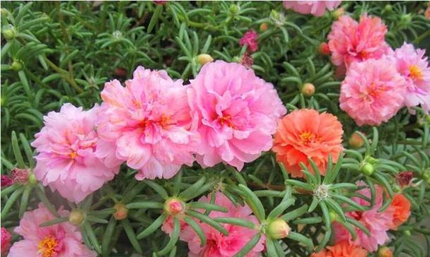 不同颜色太阳花的花语是什么？如何选择合适的太阳花颜色？