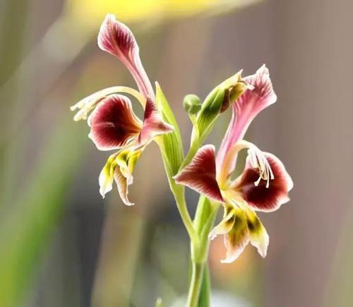 不同颜色唐菖蒲花语是什么？各颜色代表的含义有哪些？