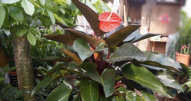 哪些花卉不喜欢强光？如何为它们创造适宜的环境？