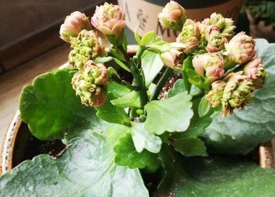 哪些花卉可以在室内无阳光环境下生长？