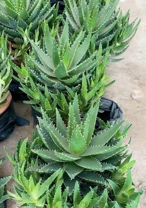 不夜城芦荟开花是真的吗？开花有什么特别含义？