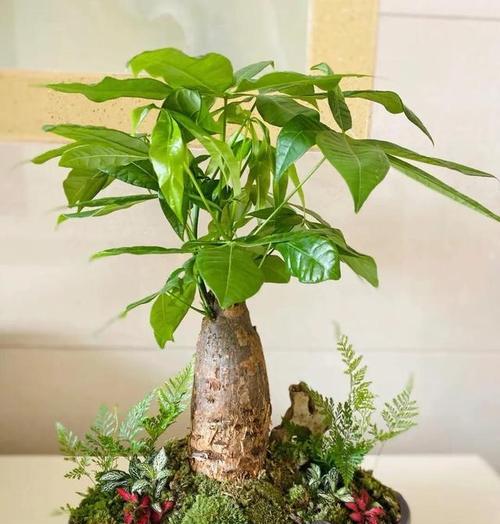 财神旁边摆放什么植物好？风水上有哪些讲究？