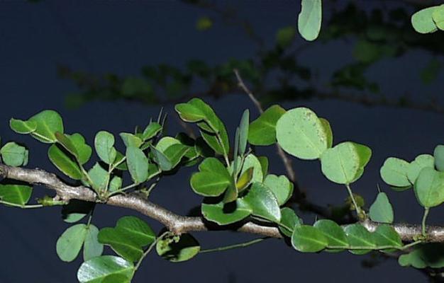 采薇是什么植物？它的特点和用途有哪些？