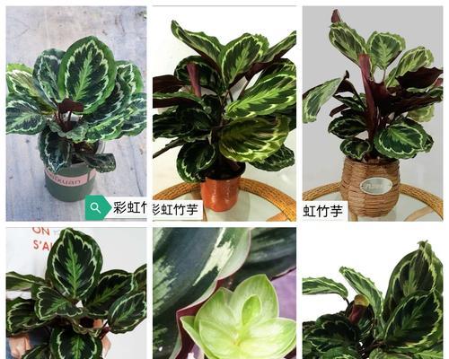 彩虹竹芋冬天会冻死吗？如何在寒冷季节保护竹芋？