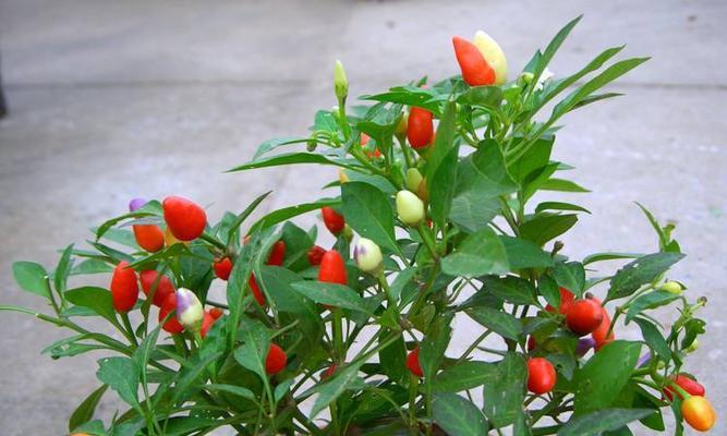 彩椒什么时候上市？哪个季节是彩椒成熟的最佳时期？