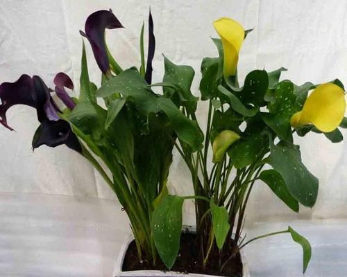 彩色马蹄莲种球怎么保存？最佳种植时间是什么时候？
