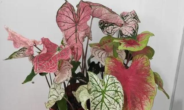 彩叶芋块茎繁殖与种植方法是什么？如何正确进行？