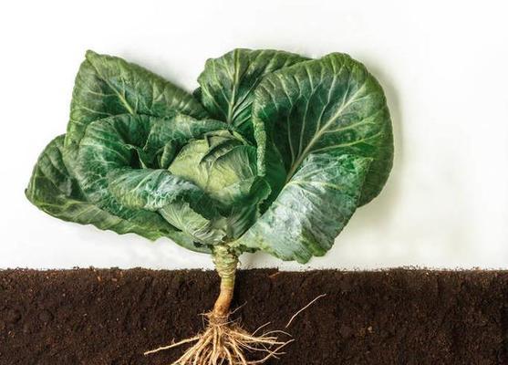 菜豆的根系类型是什么？如何分类？