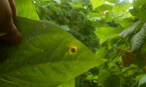 菜豆炭疽病是怎么引起的？有效治疗方法有哪些？