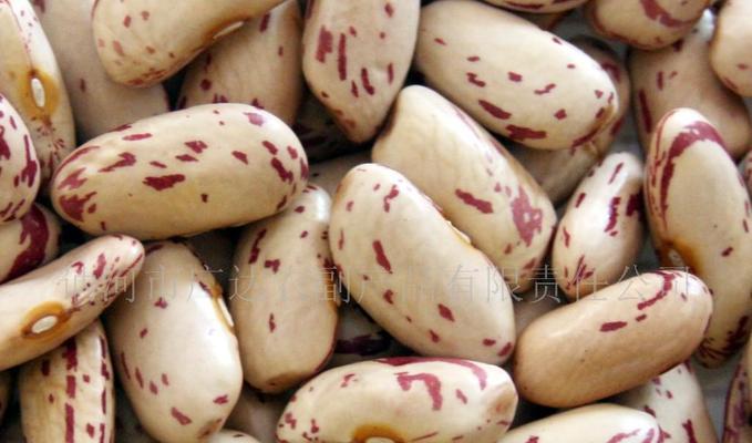 菜豆种子属于什么植物种类？如何正确种植？