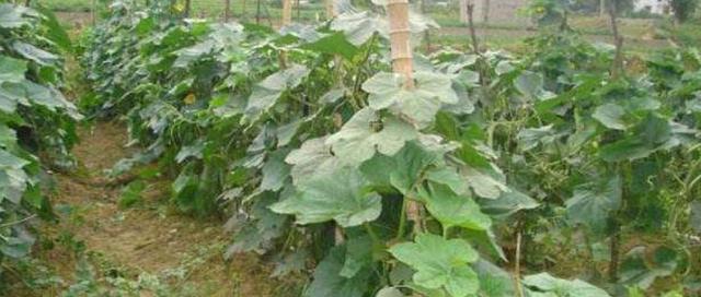 菜瓜留种子的最佳方法是什么？种植过程中需要注意哪些问题？
