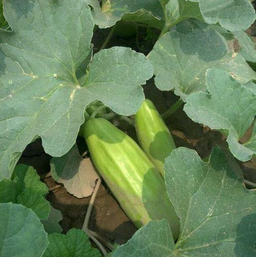 菜瓜什么时候种植最好？种植菜瓜有哪些技巧？