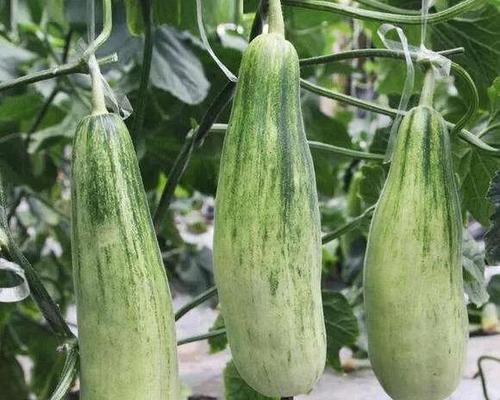 菜瓜什么时候种植最好？种植菜瓜有哪些技巧？