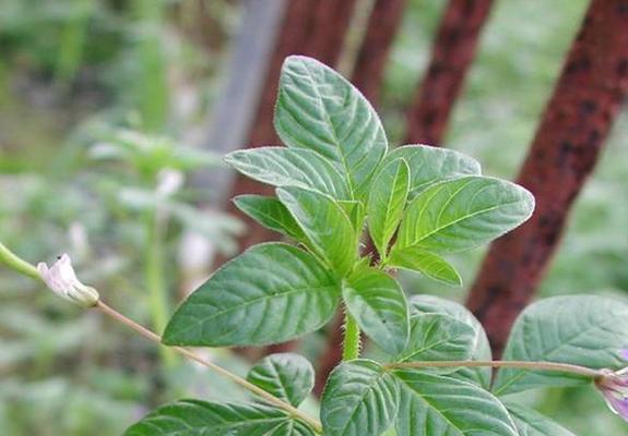 菜花的根茎能吃吗？食用方法和营养价值是什么？